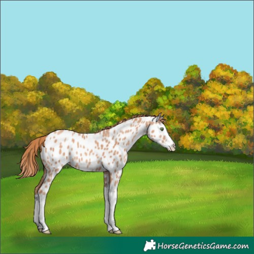 Horse Color:Gold Champagne Splash Near Leopard 