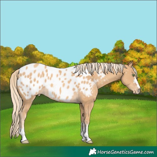 Horse Color:Gold Cream Champagne Blanket