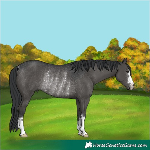 Horse Color:Black Rabicano 