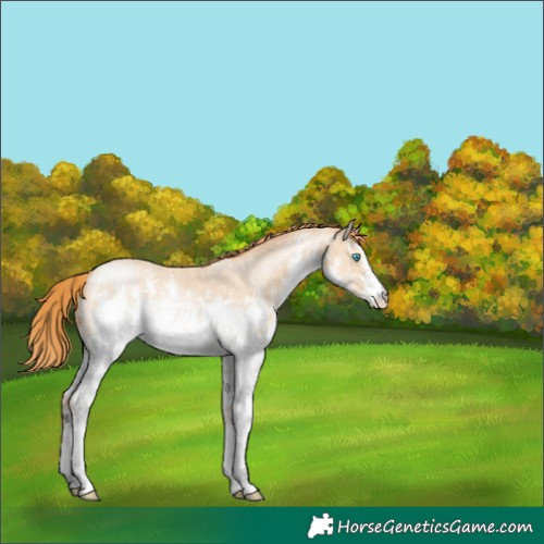 Horse Color:White Spotted Buckskin Pearl Sabino 