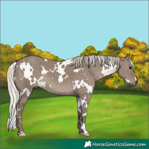 Horse Color:White Spotted Silver Grullo 