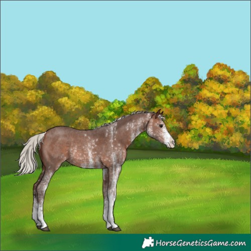 Horse Color:White Spotted Silver Brown Rabicano