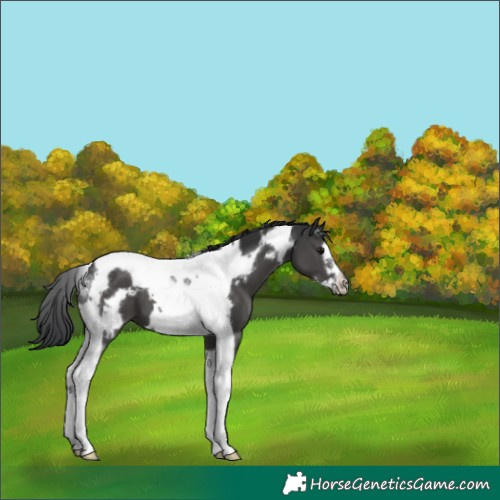 Horse Color:Black Tobiano Frame