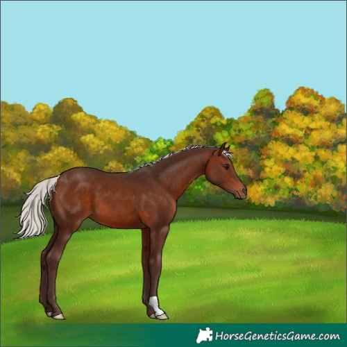 Horse Color:Silver Brown