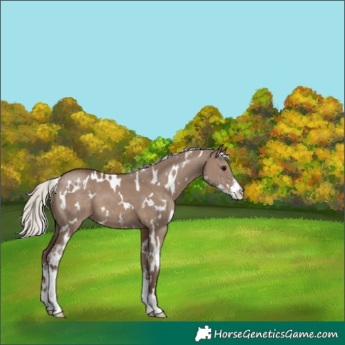 Horse Color:White Spotted Silver Grullo Sabino