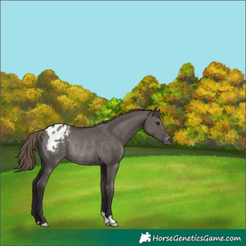 Horse Color:Smoky Grullo Varnish Rabicano 