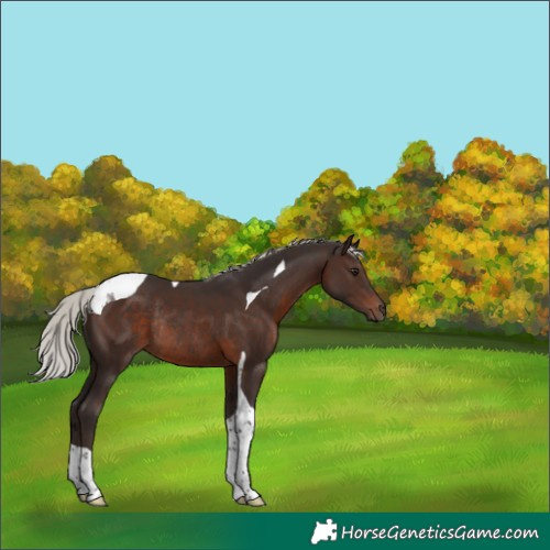 Horse Color:Silver Brown Tobiano Rabicano