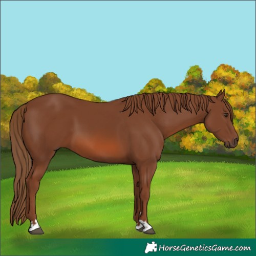 Horse Color:Unknown 