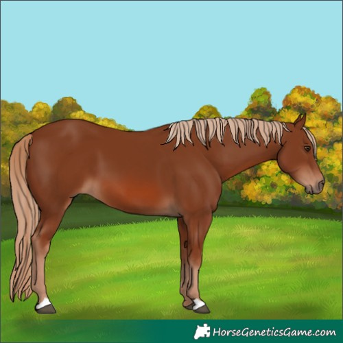 Horse Color:Unknown 