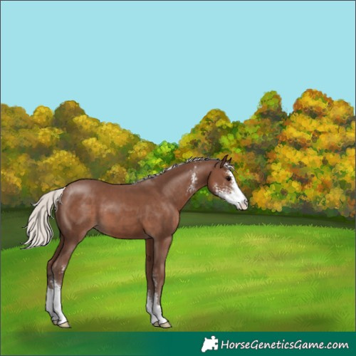 Horse Color:Silver Black Sabino