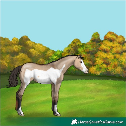 Horse Color:Bay Dun Frame