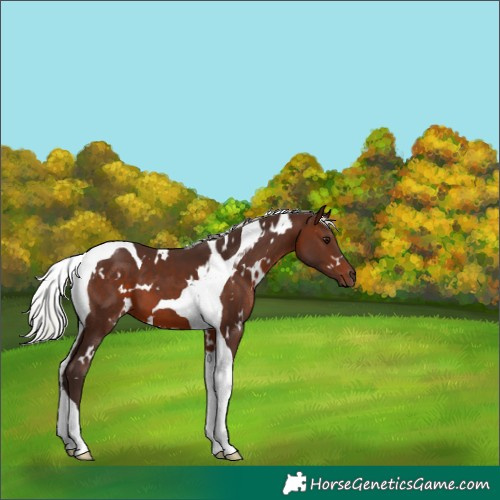 Horse Color:White Spotted Silver Brown Tobiano