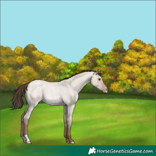 Horse Color:Classic Champagne Roan Dun Rabicano Brindle