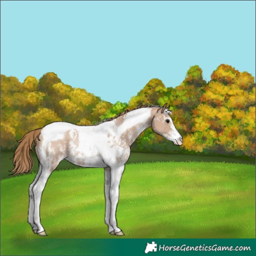 Horse Color:Black Pearl Sabino Tobiano Rabicano 