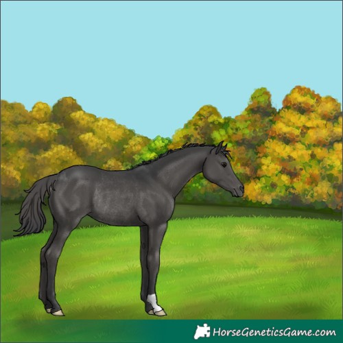 Horse Color:Black Rabicano