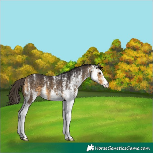 Horse Color:White Spotted Buckskin 