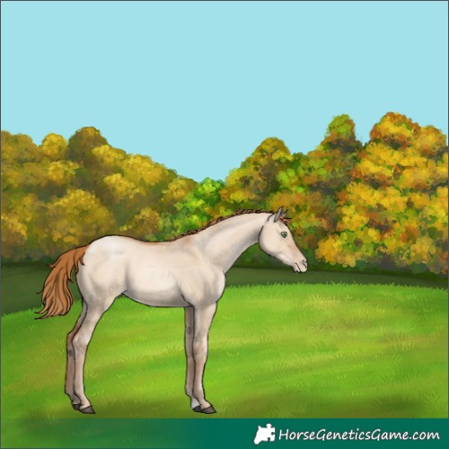 Horse Color:Red Dun Pearl
