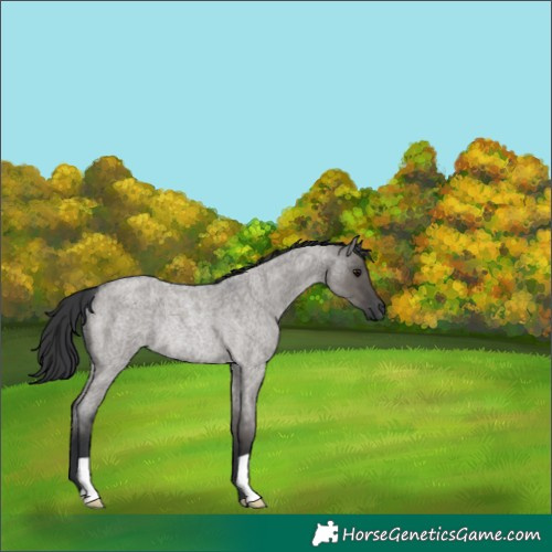 Horse Color:Grullo Roan Rabicano