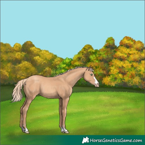 Horse Color:Gold Champagne Rabicano 