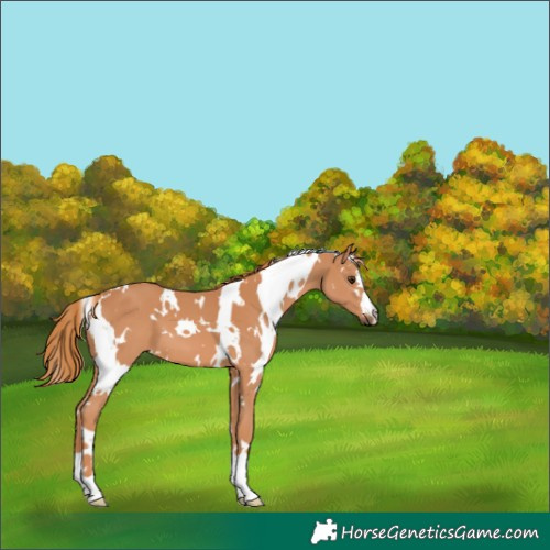 Horse Color:White Spotted Chestnut