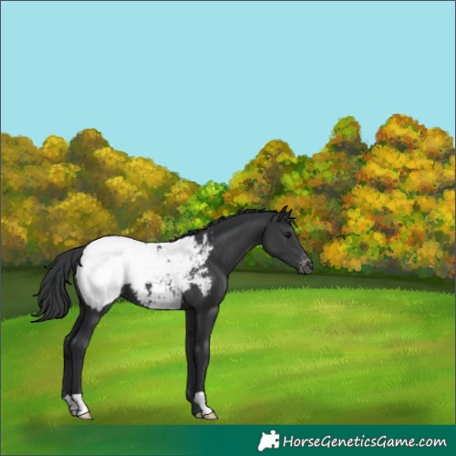 Horse Color:Black Snowcap 