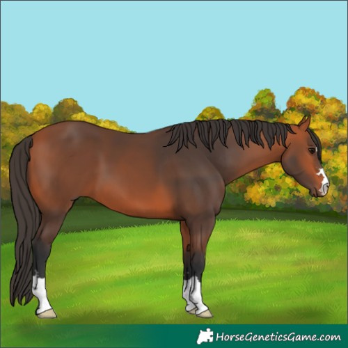Horse Color:Bay 