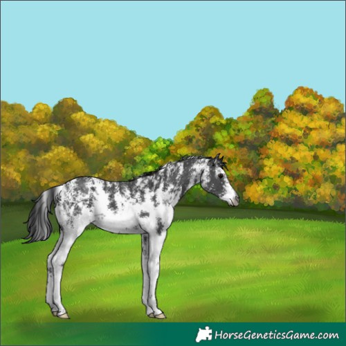 Horse Color:Gray Black Sabino 