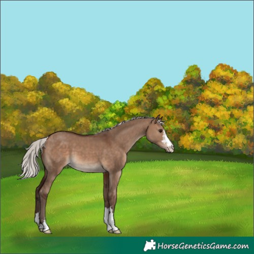 Horse Color:Silver Brown Dun 