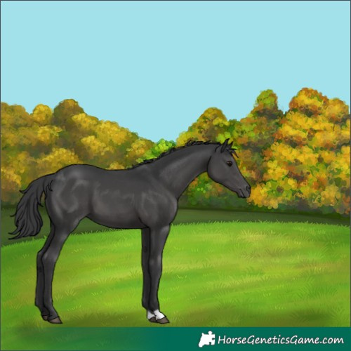 Horse Color:Black 