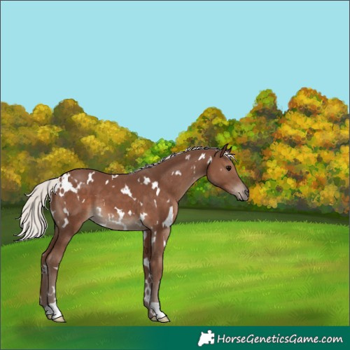 Horse Color:White Spotted Silver Black
