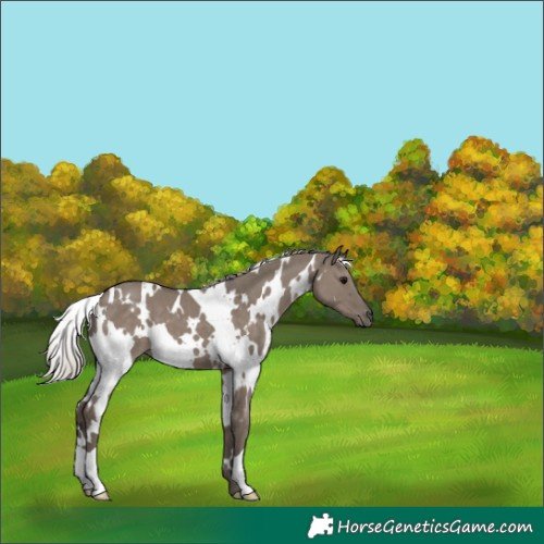 Horse Color:White Spotted Silver Grullo
