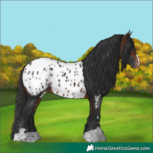 Horse Color:Brown Near Leopard