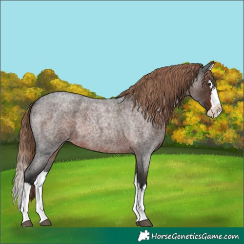 Horse Color:Liver Red Roan Splash 