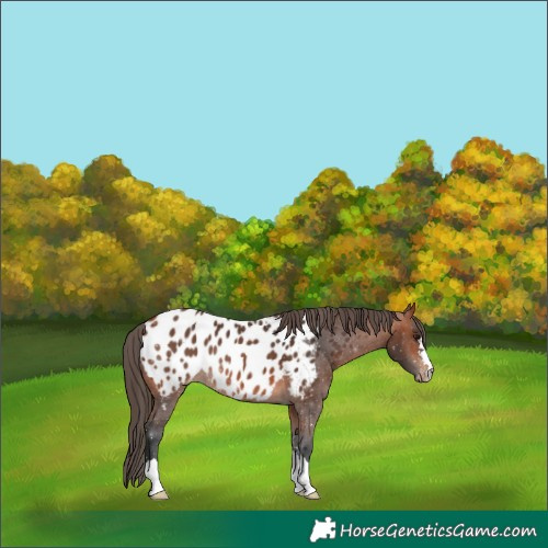 Horse Color:Bay Appaloosa 