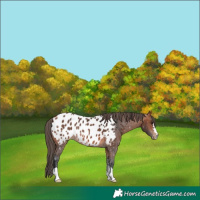 Horse Color:Bay Appaloosa 