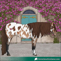 Horse Color:Bay Appaloosa  and Bay Dun Appaloosa 
