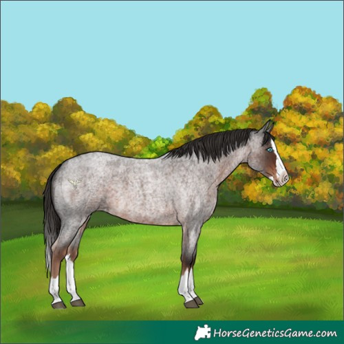 Horse Color:Unknown 