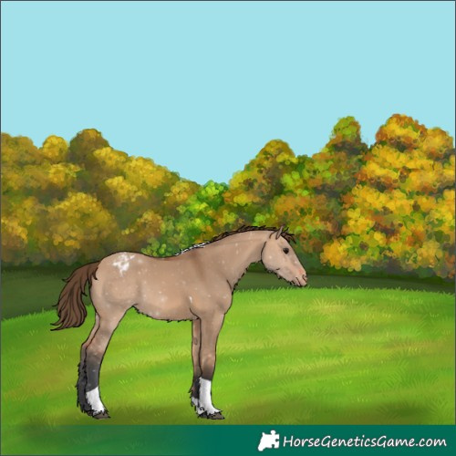 Horse Color:Bay Dun Tobiano Appaloosa