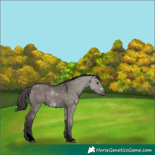 Horse Color:Void Smoky Grullo Tobiano