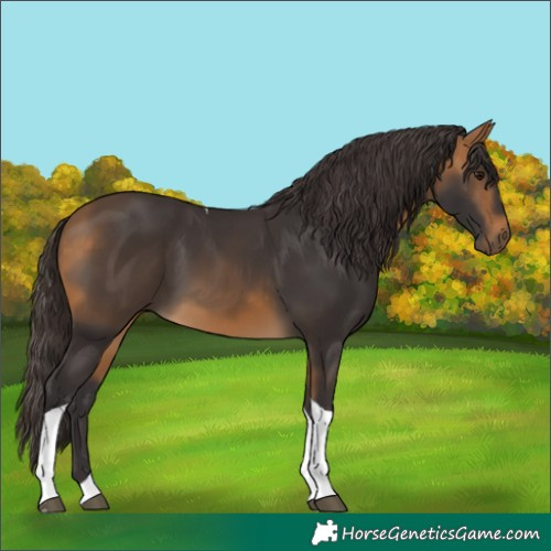 Horse Color:Buckskin Tobiano 
