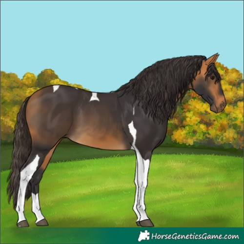 Horse Color:Buckskin Tobiano 
