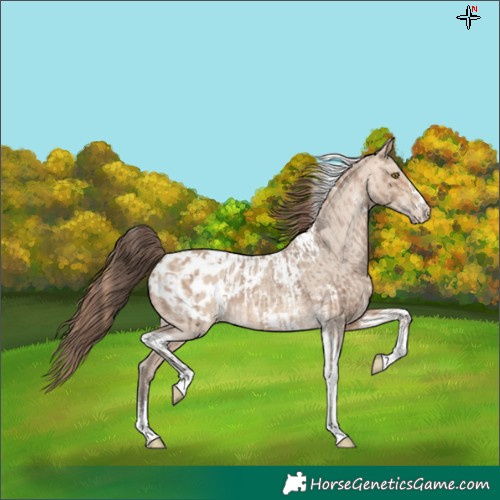 Horse Color:Amber Champagne Sabino Tobiano Appaloosa  and Amber Champagne Dun Sabino Tobiano Appaloosa 