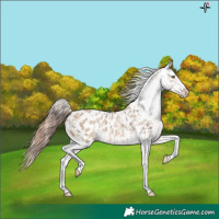 Horse Color:Amber Champagne Sabino Tobiano Appaloosa and Amber Champagne Dun Sabino Tobiano Appaloosa