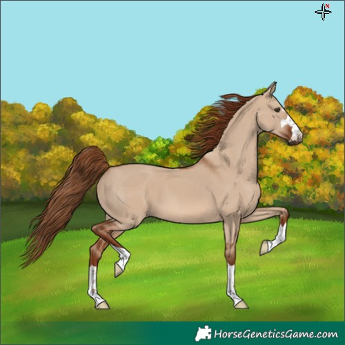 Horse Color:Unknown 