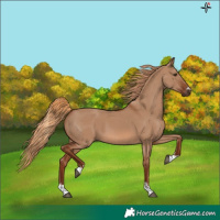 Horse Color:Unknown 