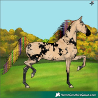 Horse Color:Void Painted White Spotted Red Dun Sabino 