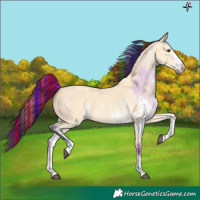 Horse Color:Painted White Spotted Buckskin Dun 