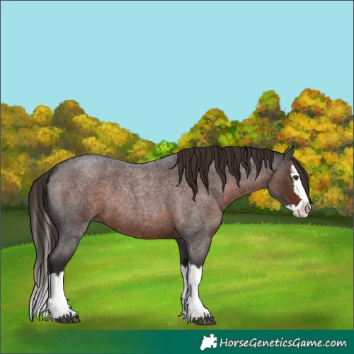 Horse Color:Liver Red Roan Splash