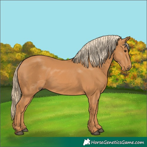 Horse Color:Chestnut Rabicano 