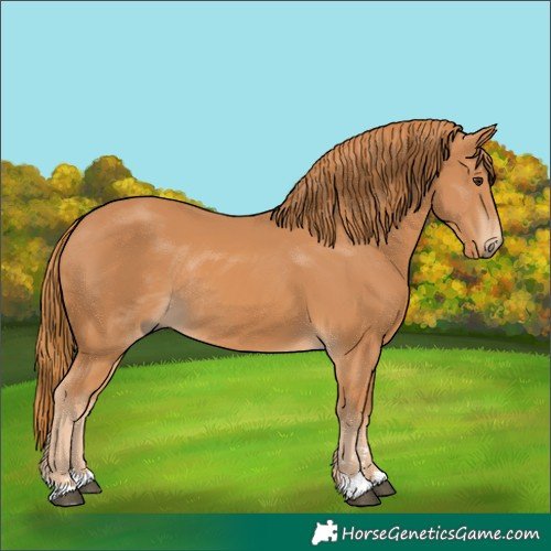 Horse Color:Chestnut Rabicano